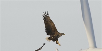 Wind energy and wildlife impacts conference